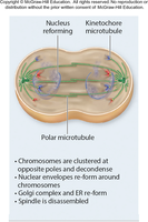 Telophase with reformation of nuclei