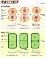 Cytokinesis in animal and plant cells