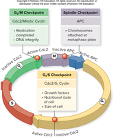 Diagram of cell cycle checkpoints