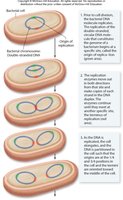 Diagram of binary fission steps in bacteria