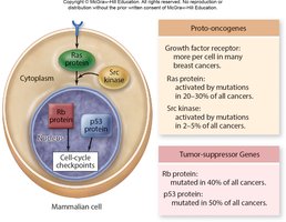 Proteins associated with human cancer and cell cycle checkpoints