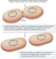 Completion of binary fission with septum formation
