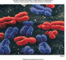 Microscopic image of eukaryotic chromosomes