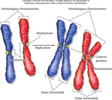 Homologous and duplicated chromosomes with centromere and cohesin
