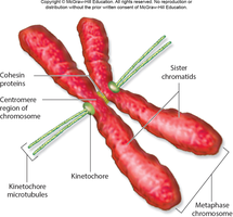 Chromosome structure with centromere, kinetochore, and microtubules