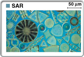 Diatoms, a group of stramenopiles in SAR
