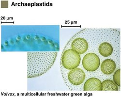 Volvox, a multicellular freshwater green alga