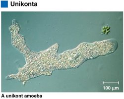 A unikont amoeba