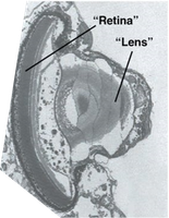 Eye-like organelle (ocelloid) in a dinoflagellate