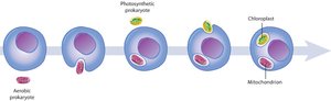 Sequence of endosymbiotic events in eukaryotic evolution