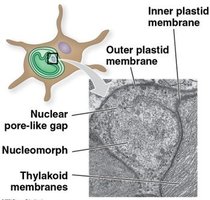 Structure of a chlorarachniophyte with nucleomorph