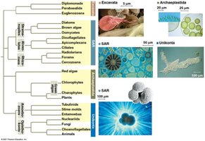 Phylogenetic tree of eukaryotes showing four supergroups