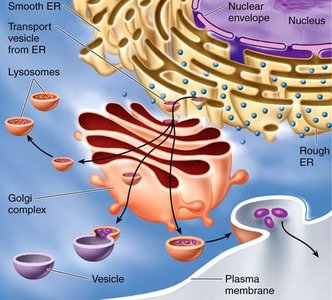 Endomembrane system diagram