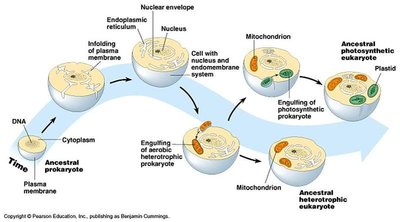 Endosymbiotic theory diagram