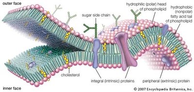 Fluid mosaic model of the cell membrane