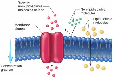 Selective permeability of cell membranes