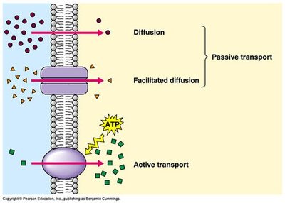 Passive and active transport across membranes