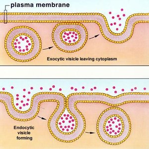 Exocytosis and endocytosis diagram