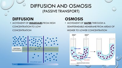 Diffusion and osmosis comparison