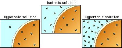 Tonicity effects on animal and plant cells