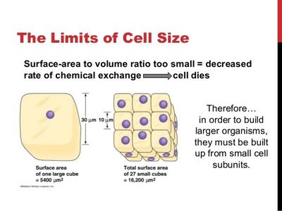Diagram showing limits of cell size and SA/V ratio