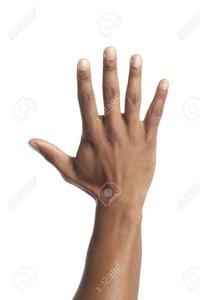 Human hand illustrating high SA/V ratio