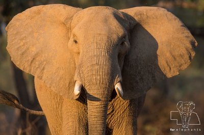 Elephant with large ears for heat exchange