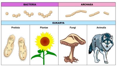 Diagram of the three domains of life
