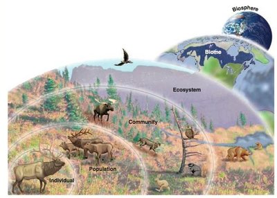 Levels of ecological organization from individual to biosphere