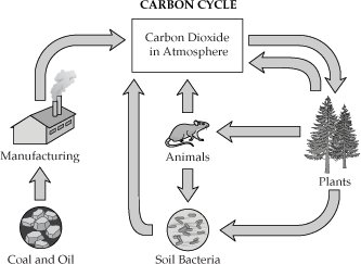 Diagram of the carbon cycle