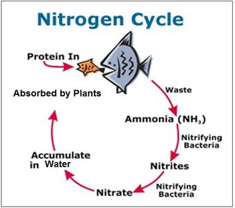 Diagram of the nitrogen cycle
