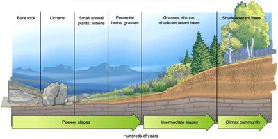 Primary succession stages