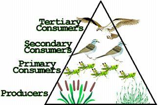 Energy pyramid showing producers and consumers