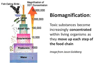 Biomagnification in a food chain