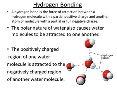 Hydrogen bonding between water molecules