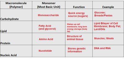 Macromolecule chart