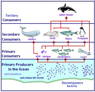 Marine food web with producers, consumers, and decomposers