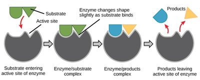 Enzyme-substrate complex diagram