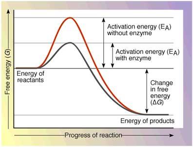 Activation energy with and without enzyme