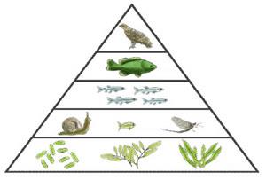 Energy pyramid with aquatic organisms