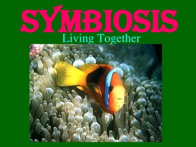 Clownfish and anemone mutualism