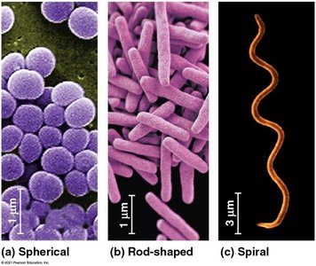 Three main shapes of prokaryotes: spherical, rod-shaped, and spiral