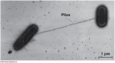 Bacterial conjugation via pilus