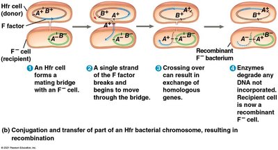 Conjugation and transfer of Hfr chromosome