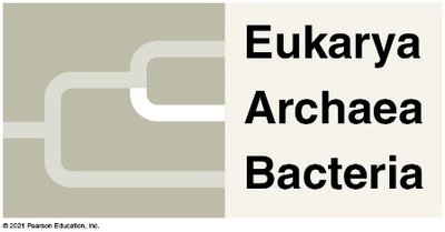 Phylogenetic relationship of Eukarya, Archaea, and Bacteria