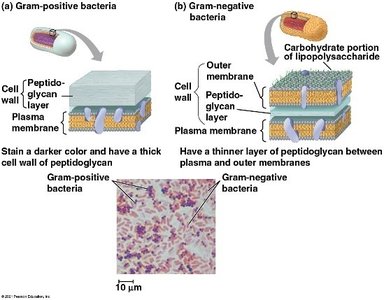 Comparison of Gram-positive and Gram-negative bacterial cell walls