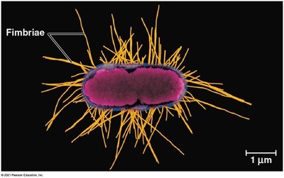 Fimbriae on a bacterial cell