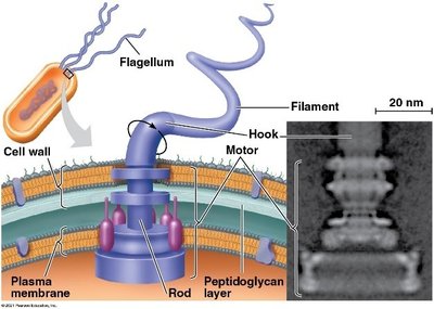 Structure of bacterial flagellum