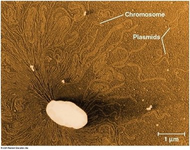 Bacterial chromosome and plasmids
