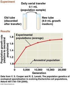 Experiment showing rapid growth of E. coli populations